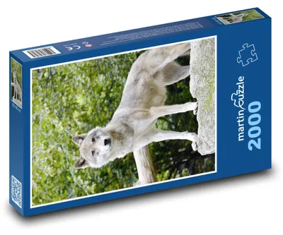 Obrázok produktu pre martinpuzzle – Puzzle 2000 – Vlk