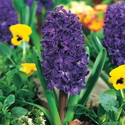 Obrázok produktu pre Hyacint Kvetinové cibuľky Cibuľky Kvety Hyacinthus Purple Star 3 ks.