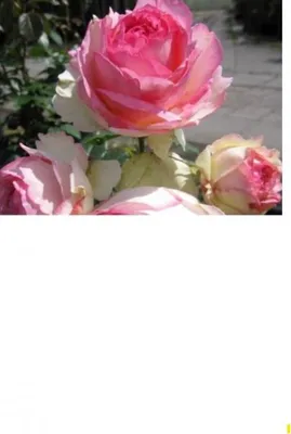 Produktbild von Strauchrose Eden Rose 85® - Rosa Eden Rose 85® - Romantica Rose - Meiland-Rose