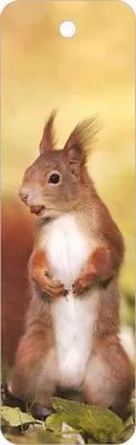 Produktbild von Lesezeichen Eichhörnchen, 14 x 4 cm, Buchzeichen Bookmark Bücher Buch Tier