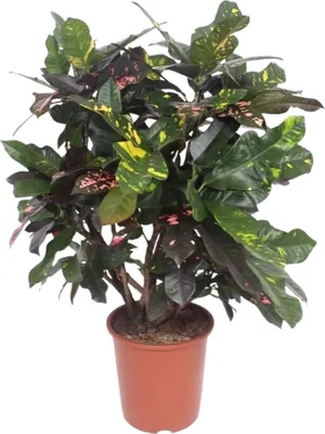 Obrázok produktu pre Croton Magnificent - Codiaeum Magnificent - izbová rastlina - Ø27cm - Ø110cm