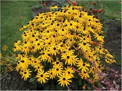 Produktbild von Stauden Gänge 100 x Rudbeckia fulgida 'Goldsturm' - Sonnenhut - Dauerblüher mit leuchtender Präsenz - Sehr Bienenfreundlich - Sehr wertvolle Staude