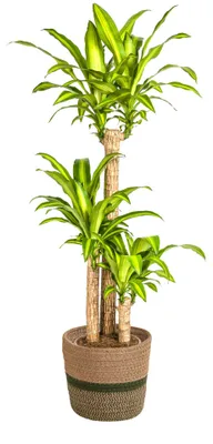 Obrázek produktu pro Dracaena fragrans Massangeana včetně přírodního košíku – Ø 24 cm – výška 130–150 cm