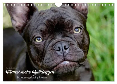 Produktbild von Französische Bulldoggen - Schutzengel auf 4 Pfoten (Wandkalender 2027 DIN A4 quer), CALVENDO Monatskalender