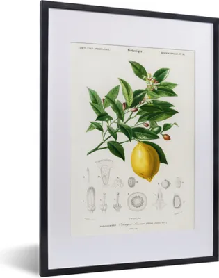 Produktbild von MuchoWow® MuchoWow® Gerahmtes Poster Zitrone - Zweig - Blätter 30x40 cm - Poster mit zchwarzem Bilderrahmen - Wandposter Schlafzimmer