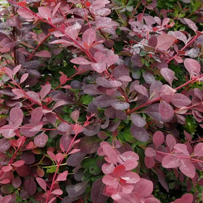 Immagine prodotto di 2 x  Prugnolo  - Berberis ottawensis 'Auricoma'  | 40-50 cm in vaso