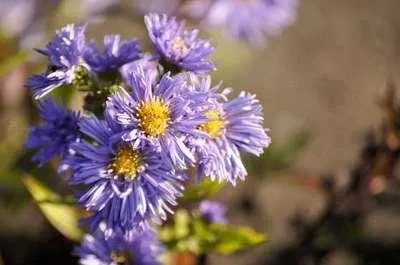 Image de 6 x Aster n.-b. 'Marie Ballard' - Aster d'automne - pot 9 x 9 cm