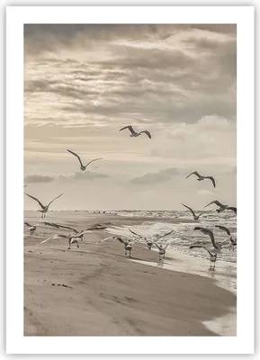 Produktbild von Poster - Poster ohne Rahmen - Möwen Küste Boho - 50x70 cm - Wand Bild - Wanddeko - Wandbilder - Kunstposter - Wandposter - Bilder - Kunstdruck - Wanddekoration - Wandbild - P2XPA50x70-4723