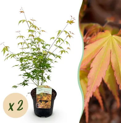 Image de Plante de terrasse - Erable Japonais - Acer palmatum Katsura - Orange - 2 Plantes - Feuilles caduques - 60-70cm - Ø25cm - Plante de jardin