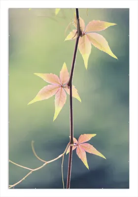 Produktbild von Wallario Wandbild Herbstblume, Größe: 61 x 91,5 cm, Poster mit rahmenlosen Bildhalter