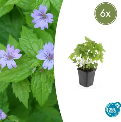 Immagine prodotto di Copritombino - Cicogna - Geranium nodosum - Vaso da 9 cm - Set di 6 piante