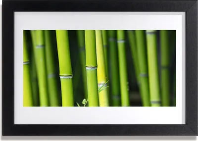 Produktbild von Bild 30x20 MDF-Rahmen Wandkunst Natur Bambuspflanze