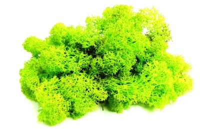 Obrázok produktu pre Verdissimo Stabilizovaný lišajník Ostrov 0,5 kg (0,0625 m2), svetlozelený