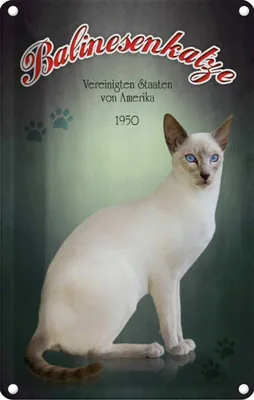 Produktbild von vianmo Blechschild 18x12 cm Katze Balinesenkatze Amerika 1950 Tier Haustier