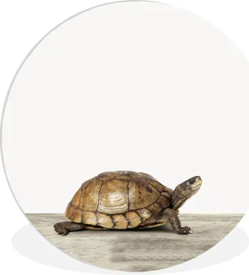 Produktbild von MuchoWow® Rundes Wandbild - Runde Bilder Tiere - Schildkröte - Weiß Ø 60 cm Kreis Wanddekoration Kunststoff - Wandkreis - Wandschmuck - Wand Kreis - Das Schlafzimmer - Die Bilder - Wandmalerei - Kunst für das Haus - das Plastik