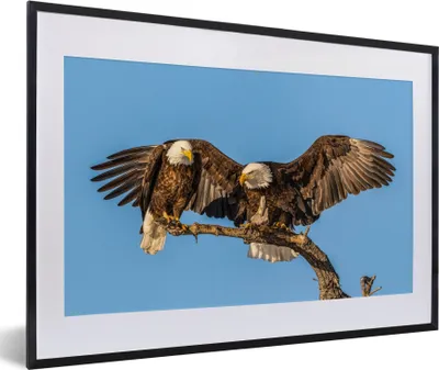 Produktbild von MuchoWow® Gerahmtes Poster Vogel - Äste - Adler - Raubvögel - Luft 60x40 cm - Poster mit Schwarzem Bilderrahmen Wandposter Rahmen Foto Bilder - Schlafzimmer - Plakat in Rahmen - Drucken