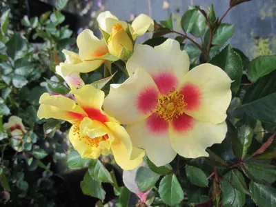 Produktbild von Rosa Eye of the Tiger ® - Strauchrose Eye of the Tiger ® - Synonym Queen of Sheba
