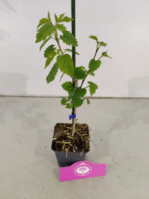 Produktbild von Set mit 4 Maulbeeren – Morus alba x rubra ‚Milanowek‘ – Höhe 25 cm – 9 cm Topf