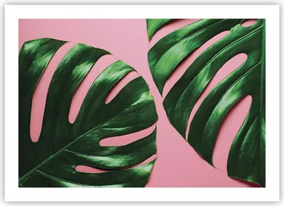 Produktbild von Poster - Poster ohne Rahmen - Monstera Blatt Rosa - 70x50 cm - Wand Bild - Wanddeko - Wandbilder - Kunstposter - Wandposter - Bilder - Kunstdruck - Wanddekoration - Wandbild - P2XAA70x50-4407
