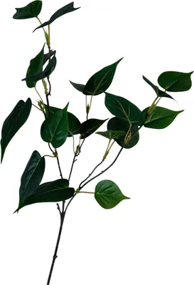 Produktbild von Künstlicher Zweig Sgindapsus Blatt grün 55cm
