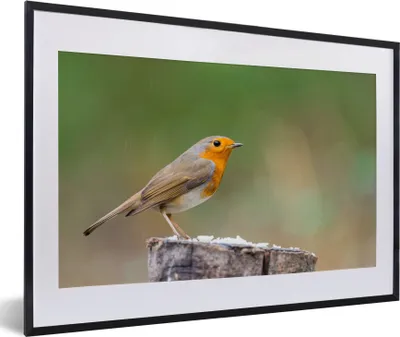 Produktbild von MuchoWow® Gerahmtes Poster Tiere - Vogel - Rotkehlchen 60x40 cm - Poster mit Schwarzem Bilderrahmen Wandposter Rahmen Foto Bilder - Schlafzimmer - Plakat in Rahmen - Drucken