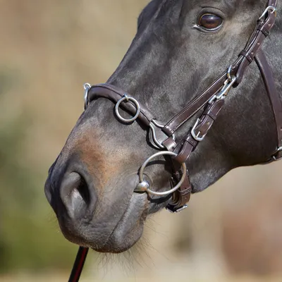 Produktbild von Kieffer Kappzaum Ultrasoft® ohne starres Naseneisen, Rindsleder, Farbe:braun, Größe:Warmblut