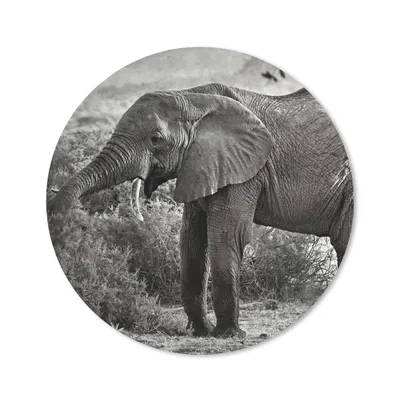 Produktbild von MuchoWow® Mauspad Mousepad Elefant - Tiere - Bäume - Schwarz - Weiß 20x20 cm - Mousepads - Maus Mat - Pad - Mausunterlage - Schreibtischmatte