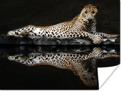 Produktbild von MuchoWow® Poster Leopard - Wasser - Wald 160x120 cm - Foto Plakat