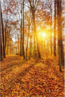 Produktbild von Wallario Poster - Sonnenuntergang im herbstlichen Wald, Kunstdruck Größe: 61 x 91,50 cm
