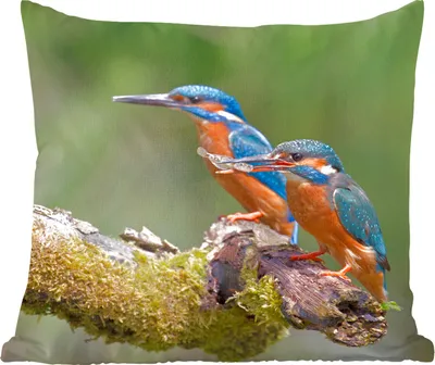 Produktbild von MuchoWow® Zierkissen Sofakissen Wohnzimmer Dekokissen 45x45 cm Eisvogel - Fisch - Zweig - Schlafpolster - Polster für das Sofa