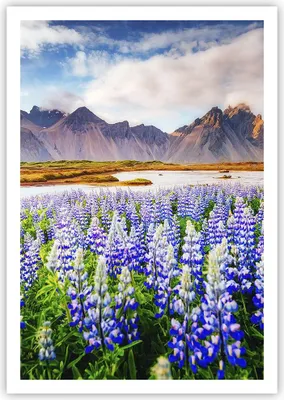 Produktbild von Poster - Poster ohne Rahmen - Berge Wiese Blumen - 70x100 cm - Wand Bild - Wanddeko - Wandbilder - Kunstposter - Wandposter - Bilder - Kunstdruck - Wanddekoration - Wandbild - P2XPA70x100-4114