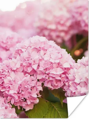 Produktbild von MuchoWow® Poster Busch - Blumen - Rosa - Hortensie 90x120 cm - Wohnzimmer