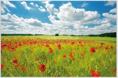 Produktbild von Wallario Wandbild Grüne Wiese mit Mohnblumen, Größe: 61 x 91,50 cm, Poster mit weißem Aluminiumrahmen