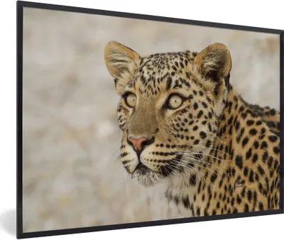 Produktbild von MuchoWow® MuchoWow® Gerahmtes Poster Leopard - Makro - Braun 90x60 cm - Poster mit zchwarzem Bilderrahmen - Fotorahmen - Foto-Plakat