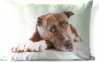 Produktbild von MuchoWow® Outdoor Kissen - Liegender Hund Fotodruck - 50x30 cm - Wetterfest - Lounge Kissen - Sofa kissen - Wohnzimmer Dekoration