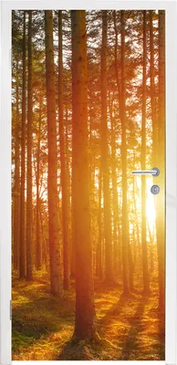 Produktbild von MuchoWow® Türtapete Selbstklebende Türfolie Herbst - Wald - Sonne 90x215 cm Türposter Türaufkleber Klebefolie Türklebefolie - Plakat an der Tür - Türsticker - Aufklebern