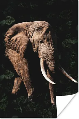 Produktbild von MuchoWow® Poster Elefant - Dschungel - Schwarz 40x60 cm - Plakate für die Wand - Poster Babyzimmer