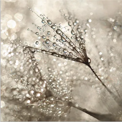 Produktbild von ARTland Wandbild Alu für Innen & Outdoor Pusteblume Tautropfen I Größe: 50x50 cm