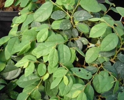 Produktbild von Loropetalum chinense - Riemenblume - Riemenblüte - duftend - immergrün