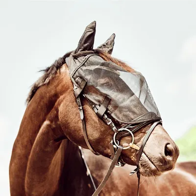Produktbild von Horse Guard Fliegenmaske für Trensen, schwarz - Pony