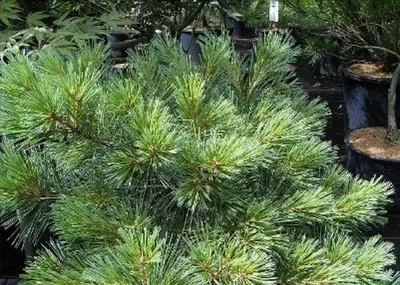 Produktbild von Pinus strobus Radiata - Zwerg-Weymouths-Kiefer - Streichelkiefer - 30-40cm