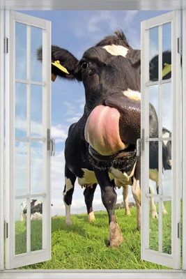 Produktbild von Wallario Poster mit Fenster-Illusion: Lustige Kuh auf der Weide mit herausgestreckter Zunge, Größe: 61 x 91,5 cm (Maxiposter)