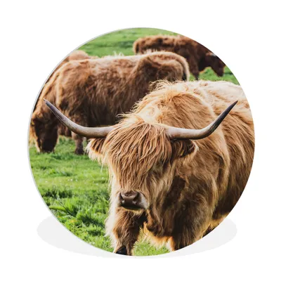 Produktbild von MuchoWow® Rundes Wandbild - Runde Bilder Schottischer Highlander - Kühe - Tiere Ø 90 cm Kreis Wanddekoration Kunststoff - Wandkreis - Wandschmuck - Wand-Kreis - Wohnzimmer - Bild - Runde - Wanddeko - Dibond - Kunstdrucke