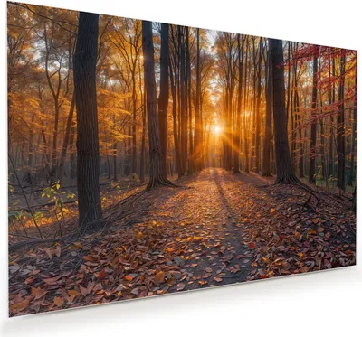 Produktbild von Glasbild 90x60cm in XXL für Wohnzimmer, Schlafzimmer Motiv Sonnenuntergang Wald