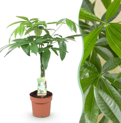 Produktbild von Pachira Aquatica geflochtener Stamm - Geldbaum - Pflegeleicht - Grün - 60-70cm - Ø17cm - Zimmerpflanze - Immergrün