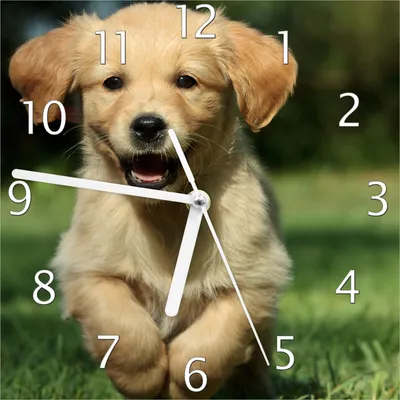 Produktbild von Wallario Design Wanduhr Süßer Hund - Golden Retriever aus Echtglas, Größe 20 x 20 cm