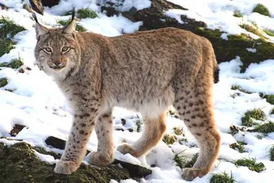 Produktbild von 3 D Ansichtskarte Luchs, Postkarte Wackelkarte Hologrammkarte Tiere Tier Luchse Waldtier