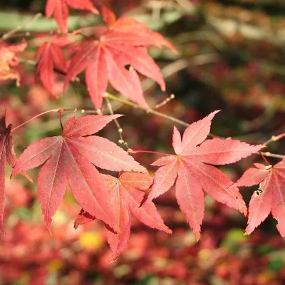 Obrázok produktu pre Javor japonský  - Acer palmatum 'Atropurpureum'  | 50-60 cm v kontajneri