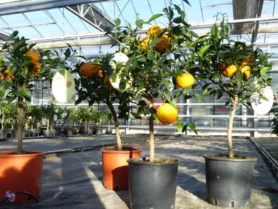 Produktbild von Citrus Yuzu 70 - 80 cm, Zitronenbaum Zitrone, japanische Zitrone, winterhart