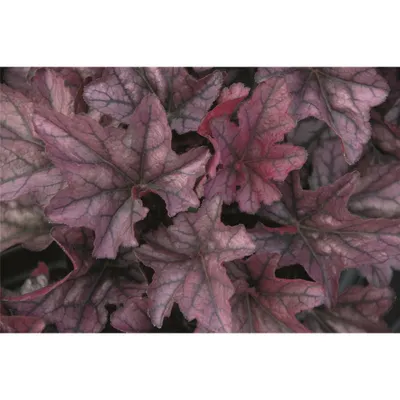 Produktbild von Heuchera "Season´s King" - Purpurglöckchen "Season´s King" im Topf 12 cm  - 12cm